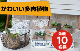 先着10名様に多肉植物